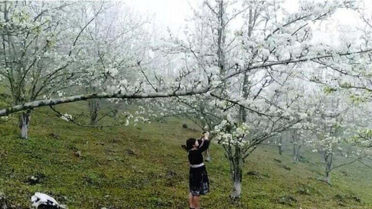 Na Hang Tuyêng Quang Mùa Hoa Lê na-hang-mua-hoa-le